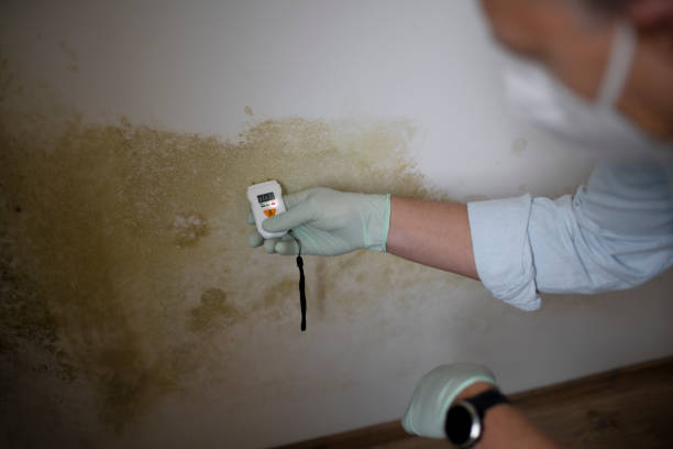 India Hook, SC Mold Removal Company