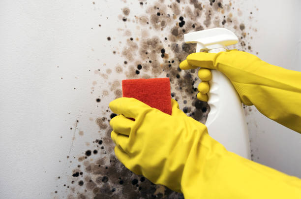 Best Office Mold Removal Services  in India Hook, SC